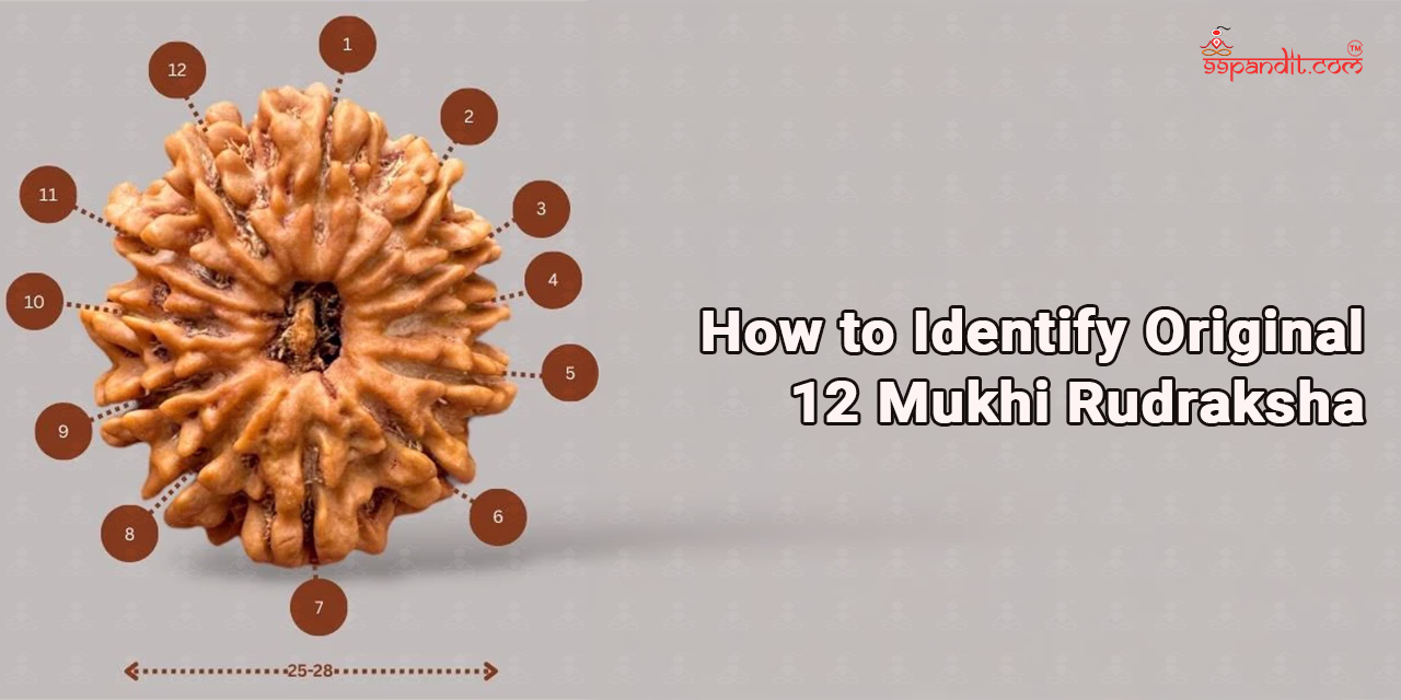 12 Mukhi Rudraksha