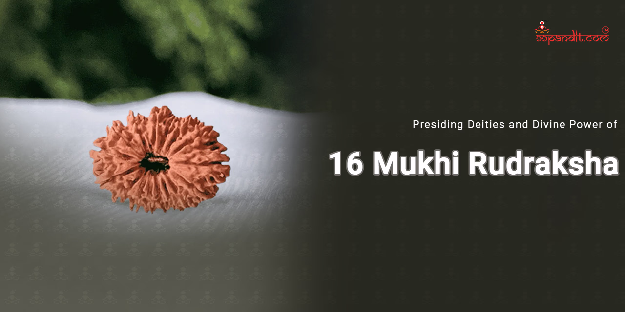 16 Mukhi Rudraksha