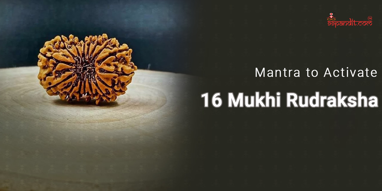 16 Mukhi Rudraksha