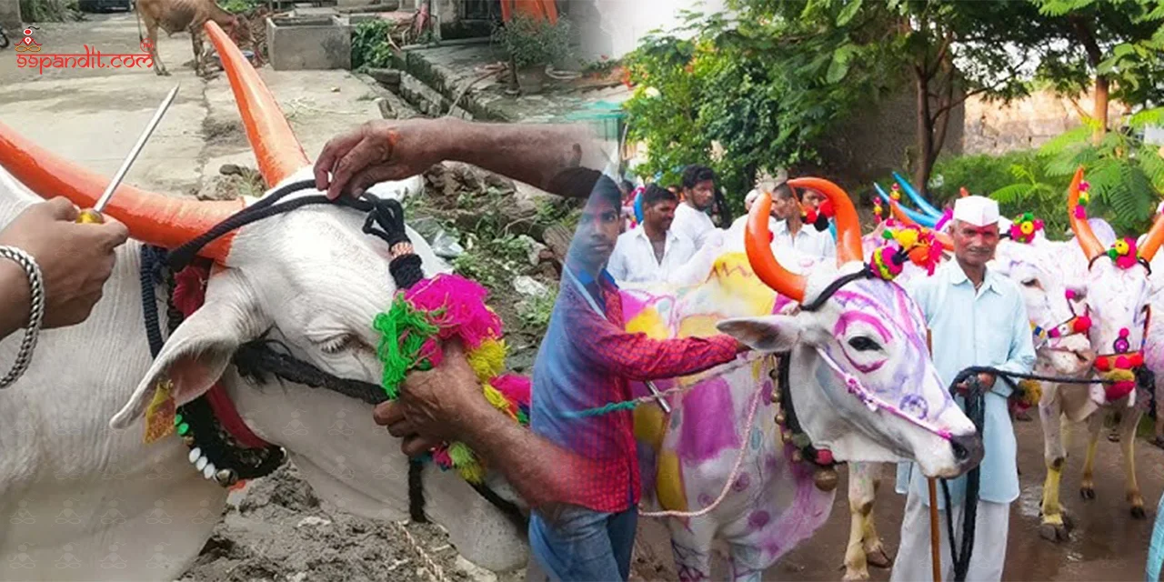 Bail-Pola-Festival-4