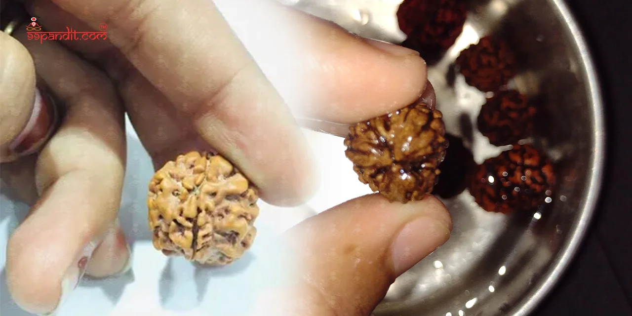 How to Identify Original Rudraksha