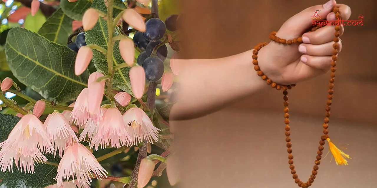 Rudraksha-Tree-3