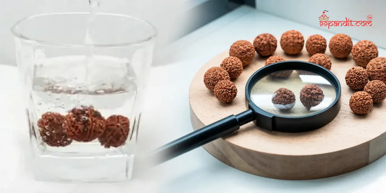 Rudraksha-Tree-4
