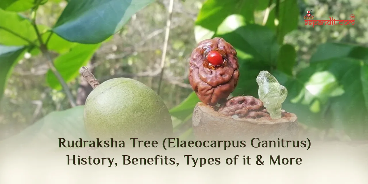 Rudraksha-Tree