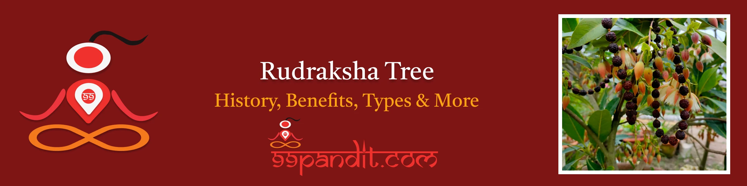 Rudraksha Tree (Elaeocarpus Ganitrus): History, Benefits, Types of it & More